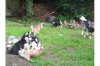 Healthy Siberian Husky Puppies